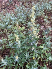 Artemisia ludoviciana