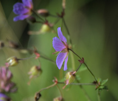 Geranium pratense