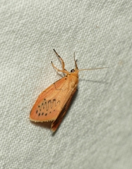 Miltochrista miniata