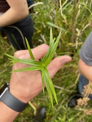 Dulichium arundinaceum