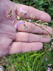 Desmodium paniculatum