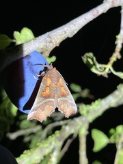 Scoliopteryx libatrix