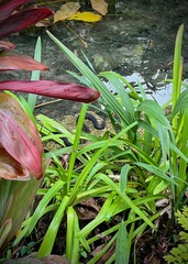 Nerodia fasciata pictiventris