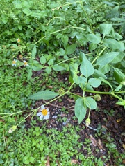 Bidens alba