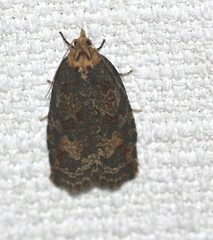 Cryptoptila australana