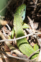 Lacerta bilineata
