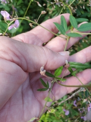 Desmodium paniculatum