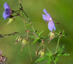 Geranium pratense