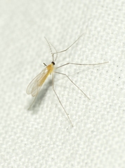 Cecidomyiidae