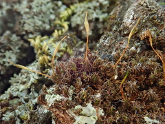 Syntrichia laevipila