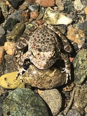 Rana boylii