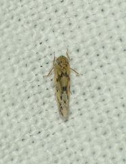 Balclutha punctata