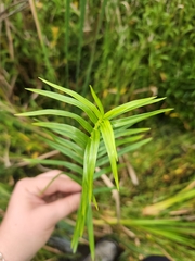 Dulichium arundinaceum