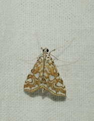 Elophila nymphaeata