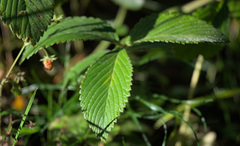 Fragaria