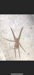 Pisaurina mira