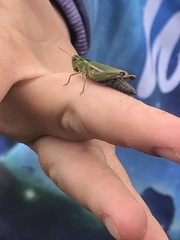 Omocestus viridulus