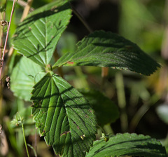 Fragaria