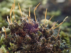Syntrichia laevipila