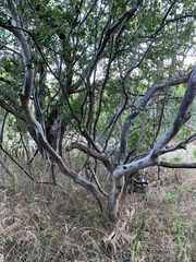 Diospyros texana