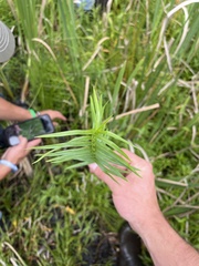 Dulichium arundinaceum