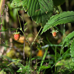 Fragaria