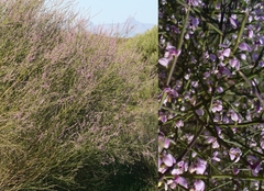 Muraltia scoparia