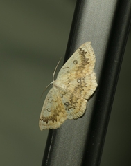 Cyclophora annularia
