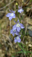 Lobelia kalmii