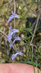 Lobelia kalmii