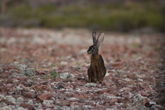 Lepus californicus insularis