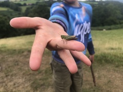 Omocestus viridulus