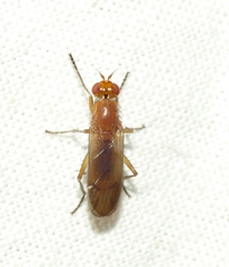 Tetanocera