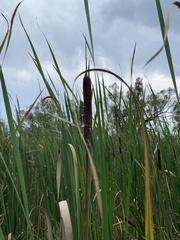 Typha angustifolia