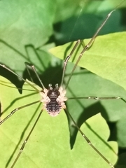 Mitopus morio