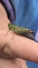Omocestus viridulus