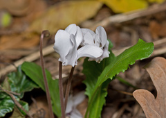 Cyclamen hederifolium