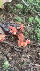Monotropa hypopitys