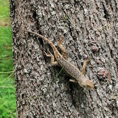 Sceloporus