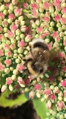 Bombus
