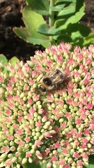 Bombus