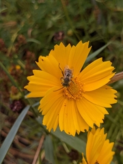 Anthophila
