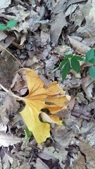 Sanguinaria canadensis