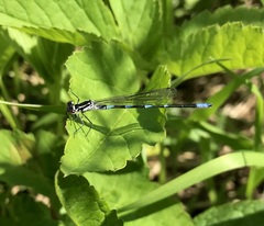 Coenagrion pulchellum
