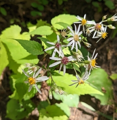 Eurybia divaricata