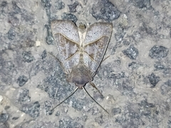Mesogona oxalina