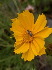 Anthophila