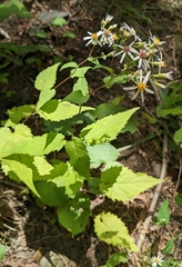 Eurybia divaricata