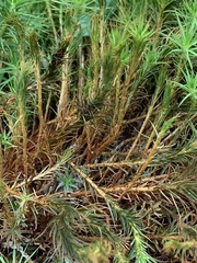 Polytrichum