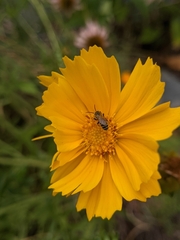 Anthophila